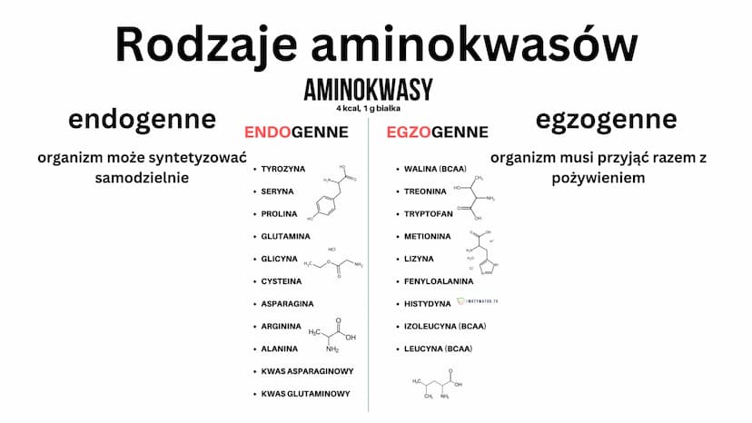 białkowe
Aminokwasy
• 20 aminokwasów
• tworzą peptydy i białka
H
V
N-C-C
HICIR
HJ
grupa aminowa
(-NH2)
OH
grupa karboksylowa -COOH
podstawni