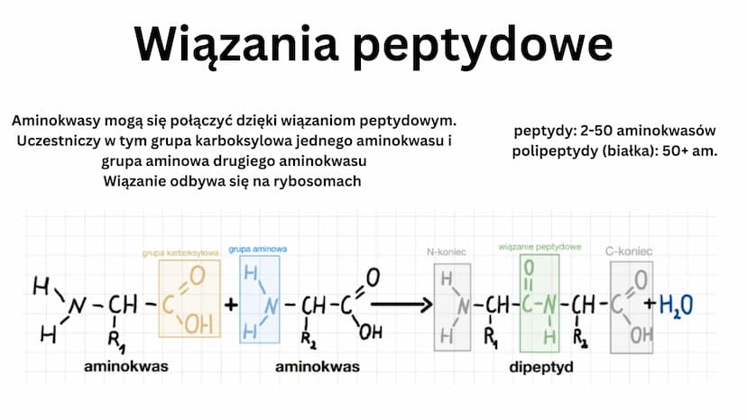 białkowe
Aminokwasy
• 20 aminokwasów
• tworzą peptydy i białka
H
V
N-C-C
HICIR
HJ
grupa aminowa
(-NH2)
OH
grupa karboksylowa -COOH
podstawni