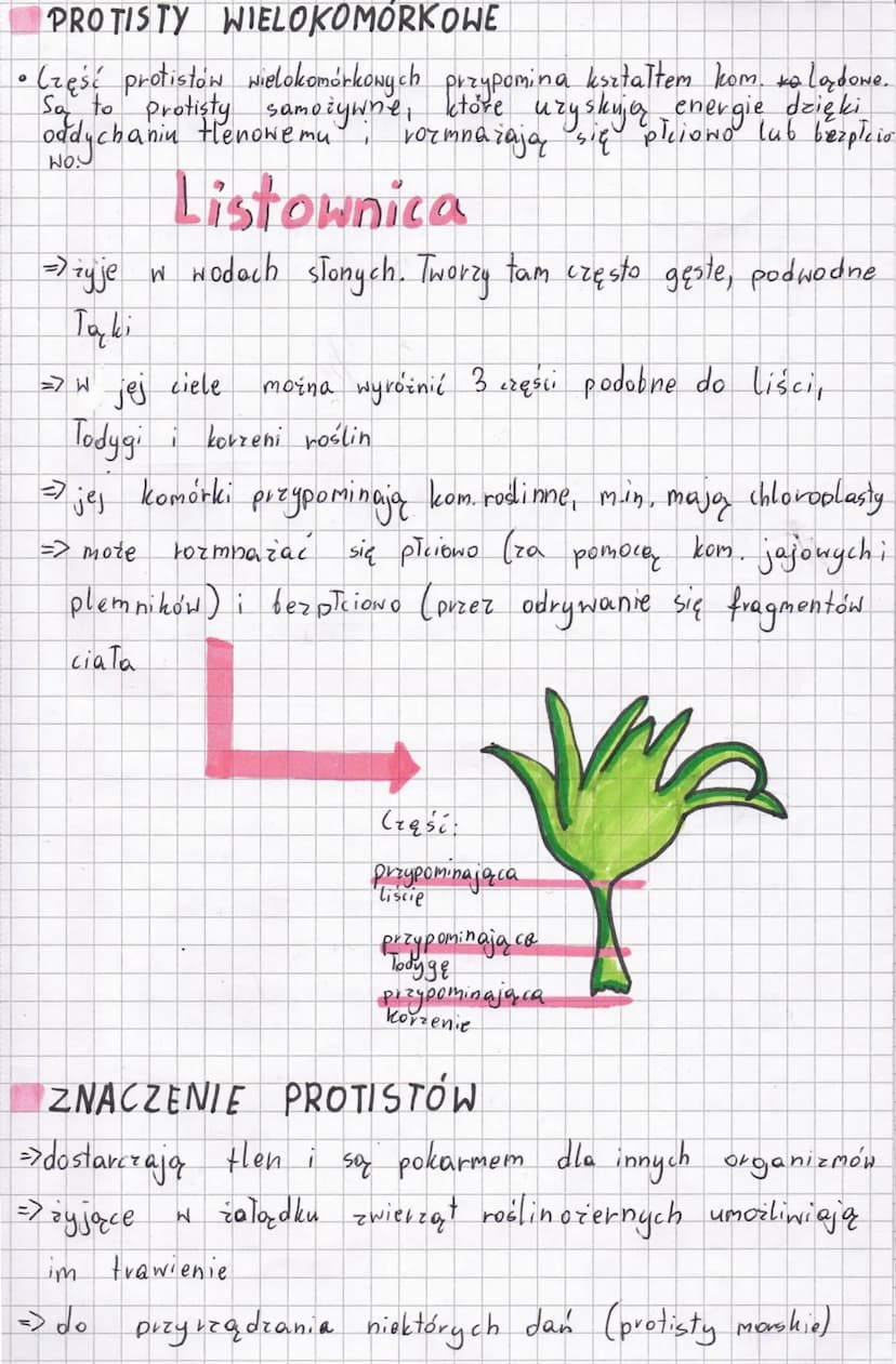 ROŻNORODNOŚĆ PROTISTÓW
Cechy protistów
=750
to
organizmy samożywne lub cudrożywne
=7 kształtem i budową przypominają kom. zwierzęce, grzybo
