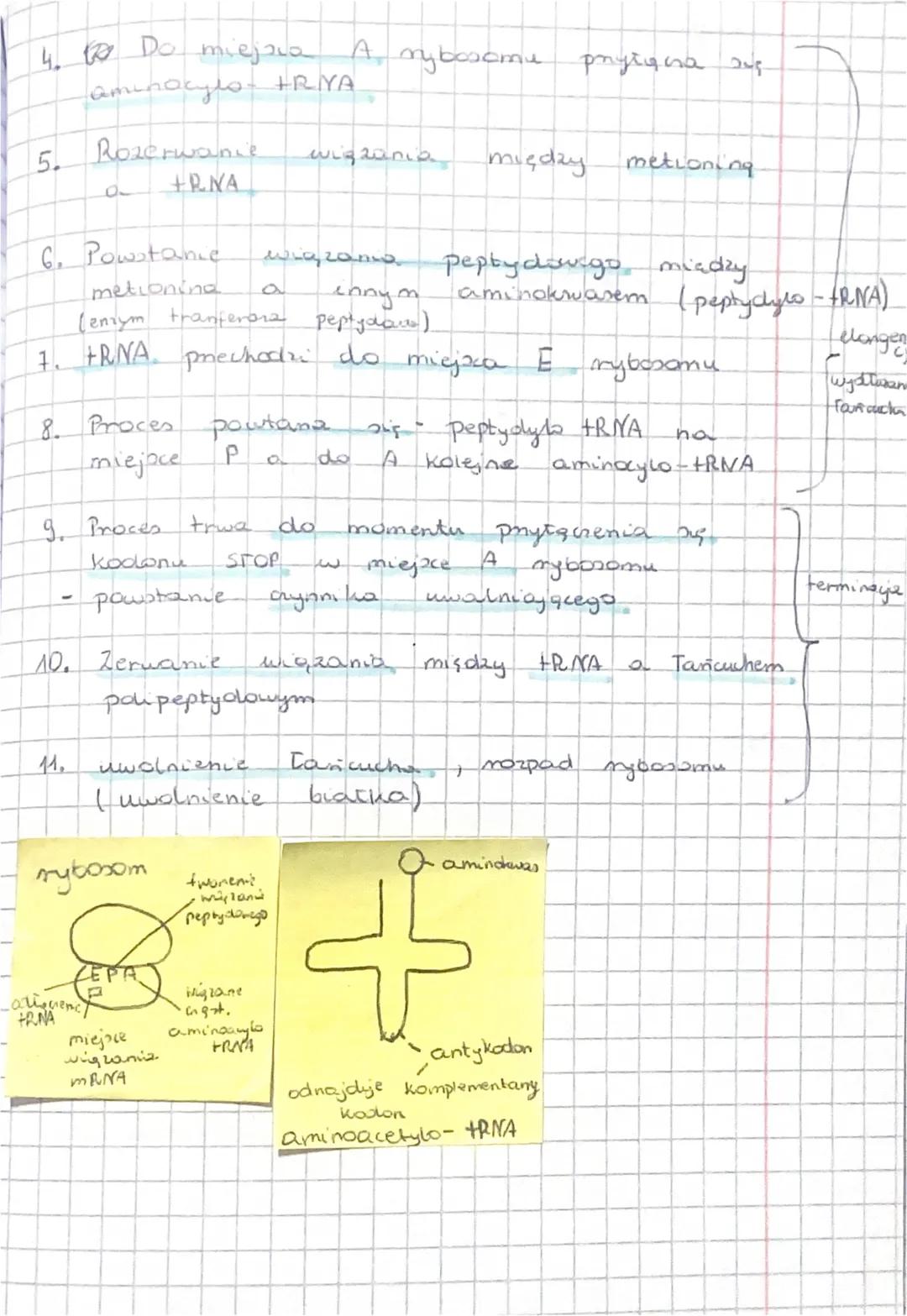 obróbles
potranskrypging
j. kom.
a eukariots
geny
mieuggle
спијаци
• etapy ?
• transkrypcj
1. Pryłączenie się polimerary RNA do promotone
2.