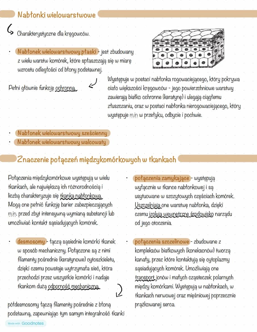 # Nabłonki jednowarstwowe

- Nabłonek jednowarstwowy płaski - jest
zbudowany z silnie spłaszczonych komórek o
centralnie położonych jądrach 