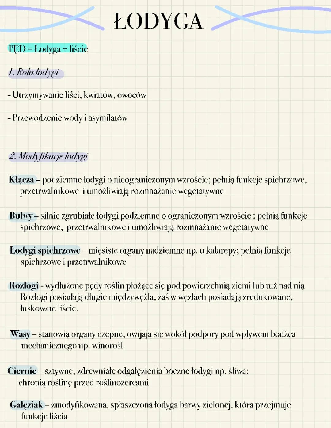 Łodyga pęd biologia modyfikacje łodygi