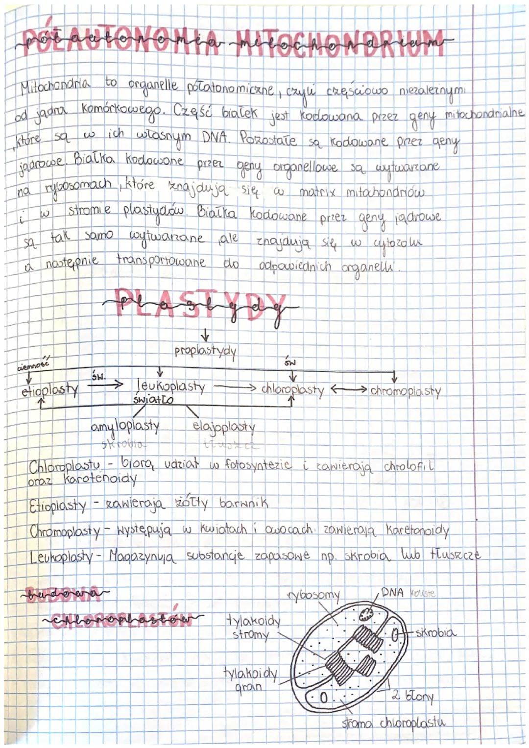 DNA
Cząsteczka dwubiegunowa antyrównoległa
prokariotyczne
brak jadra
bakteryjna
zwierzęce eukariotyczne
posiadają jądro
roślinne grzybowe
OR