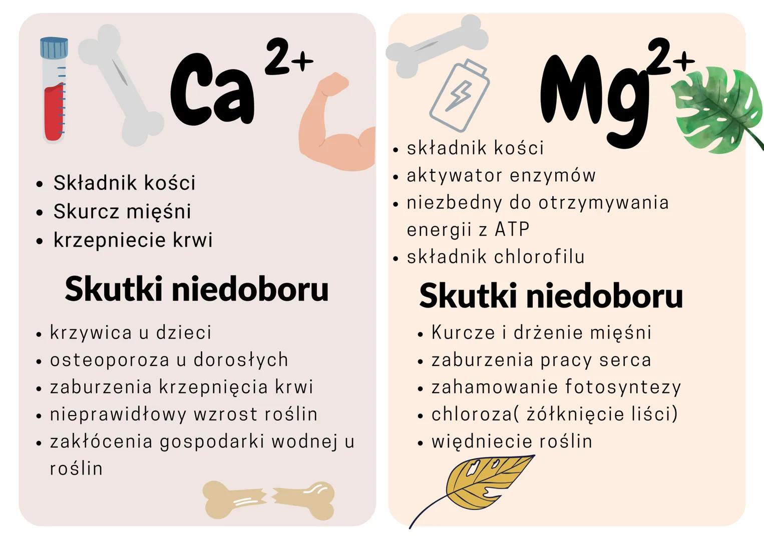 •

Ca$^{2+}$

• Składnik kości
• Skurcz mięśni
• krzepniecie krwi

**Skutki niedoboru**

• krzywica u dzieci
• osteoporoza u dorosłych
• zab