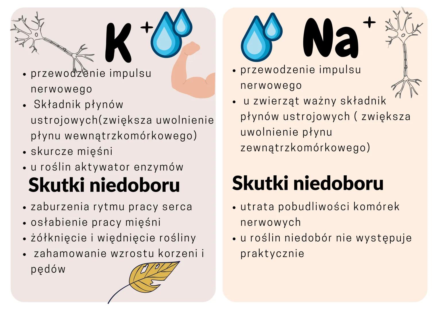 •

Ca$^{2+}$

• Składnik kości
• Skurcz mięśni
• krzepniecie krwi

**Skutki niedoboru**

• krzywica u dzieci
• osteoporoza u dorosłych
• zab
