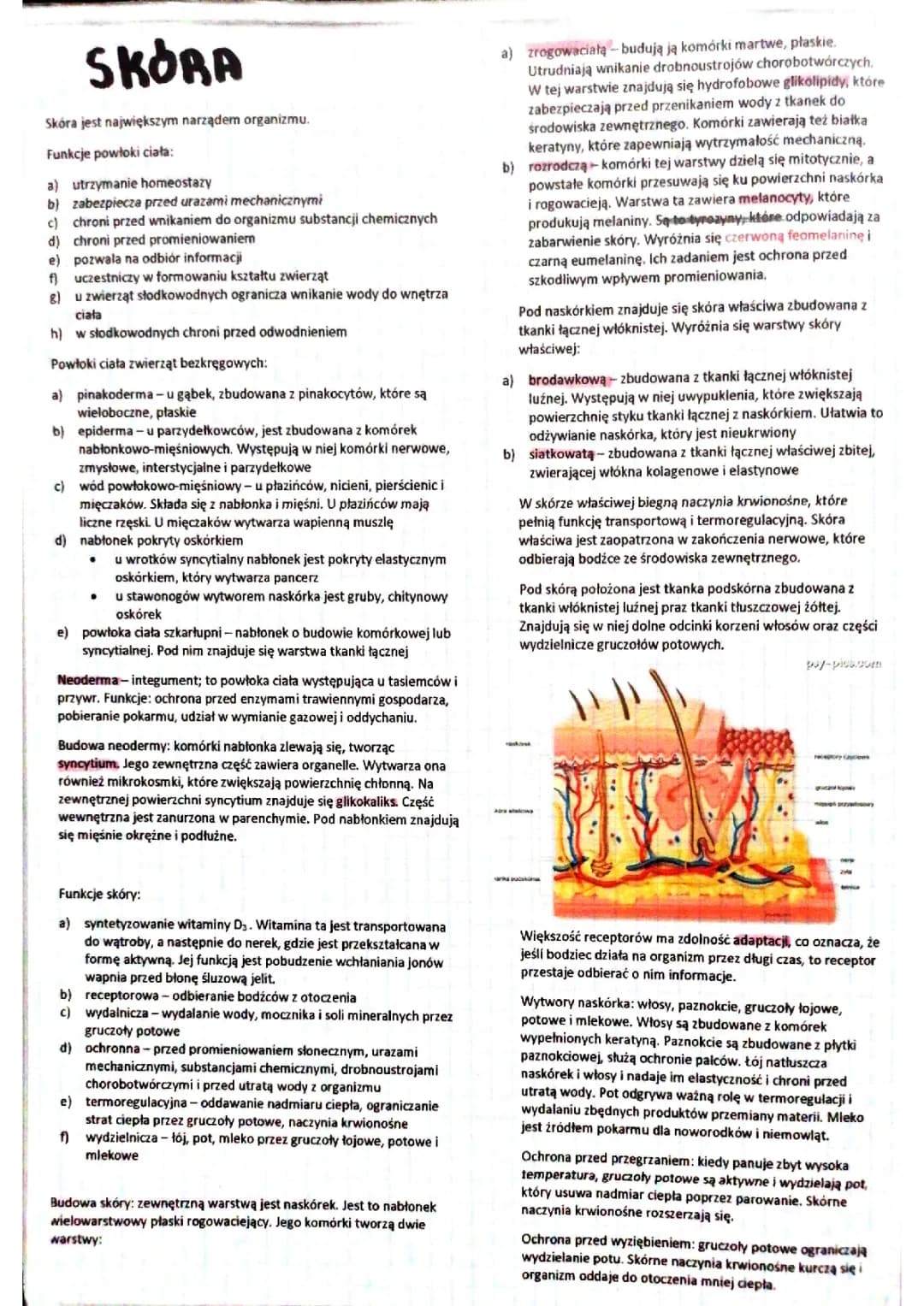 biologia - człowiek