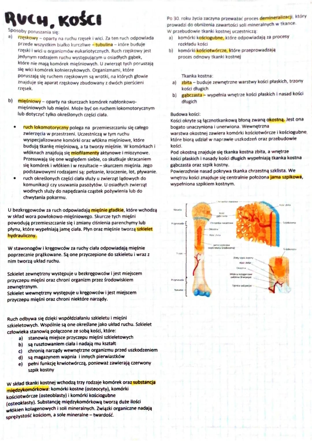 SKORA
Skóra jest największym narządem organizmu.
Funkcje powłoki ciała:
a) utrzymanie homeostazy
b) zabezpiecza przed urazami mechanicznymi

