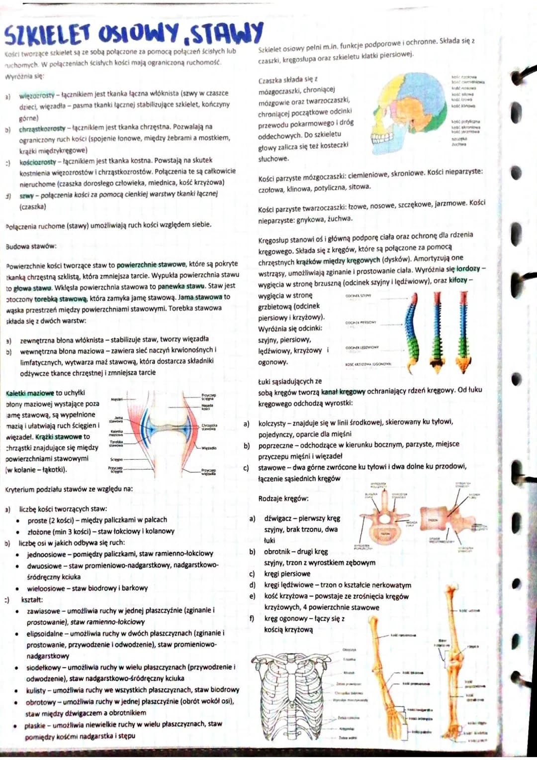 SKORA
Skóra jest największym narządem organizmu.
Funkcje powłoki ciała:
a) utrzymanie homeostazy
b) zabezpiecza przed urazami mechanicznymi
