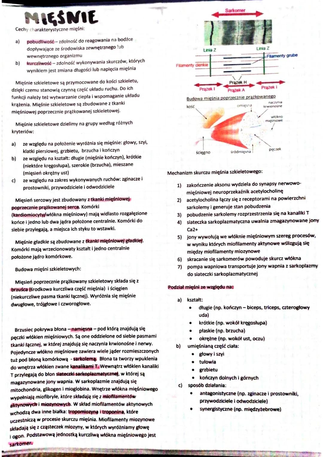 SKORA
Skóra jest największym narządem organizmu.
Funkcje powłoki ciała:
a) utrzymanie homeostazy
b) zabezpiecza przed urazami mechanicznymi
