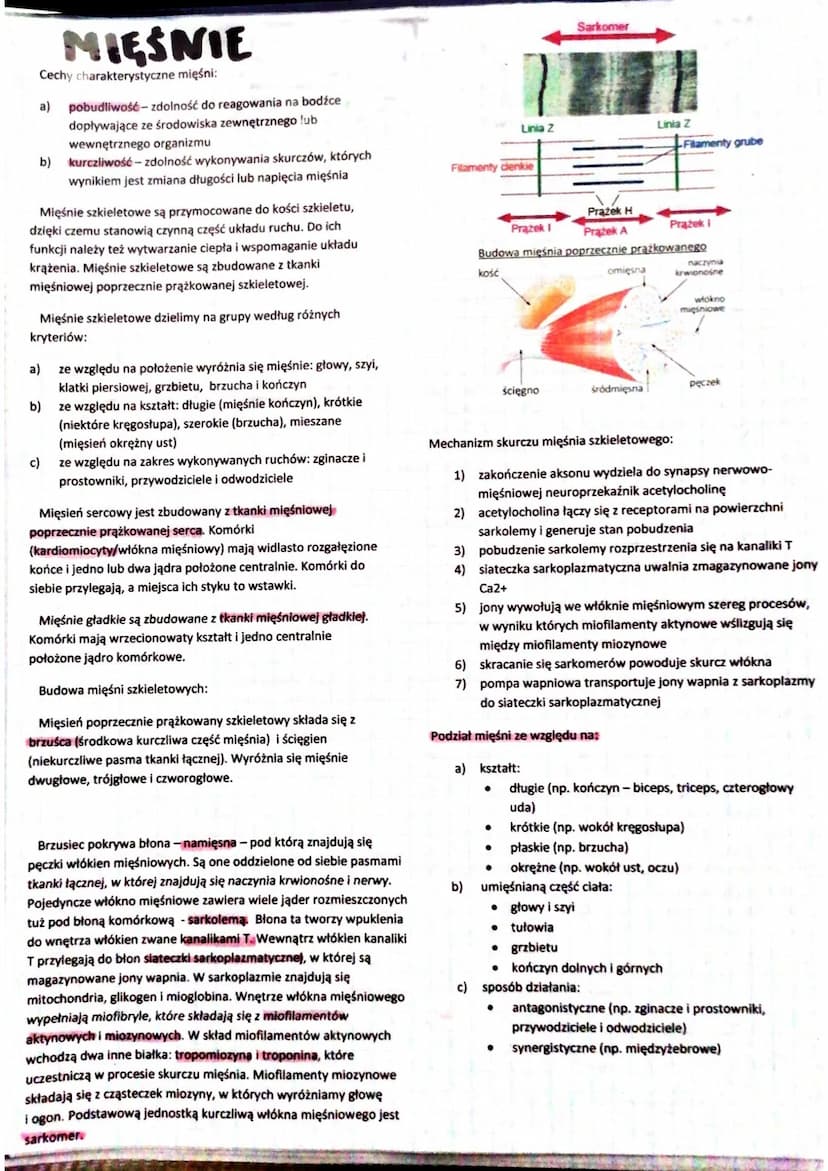 SKORA
Skóra jest największym narządem organizmu.
Funkcje powłoki ciała:
a) utrzymanie homeostazy
b) zabezpiecza przed urazami mechanicznymi
