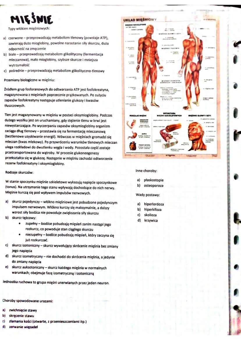 SKORA
Skóra jest największym narządem organizmu.
Funkcje powłoki ciała:
a) utrzymanie homeostazy
b) zabezpiecza przed urazami mechanicznymi
