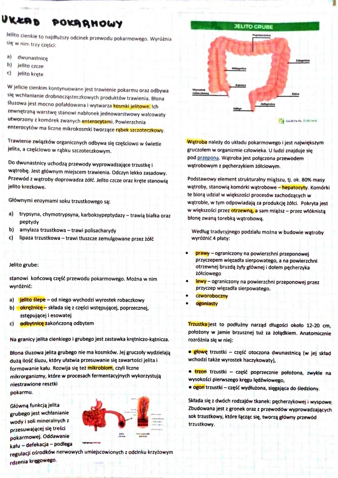 SKORA
Skóra jest największym narządem organizmu.
Funkcje powłoki ciała:
a) utrzymanie homeostazy
b) zabezpiecza przed urazami mechanicznymi
