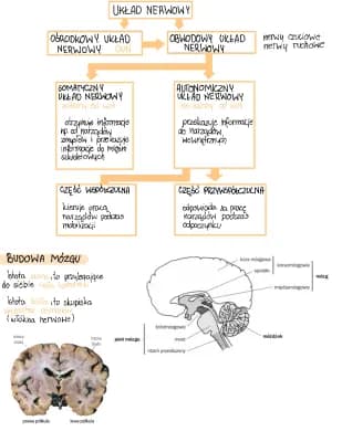 Know Układ nerwowy thumbnail
