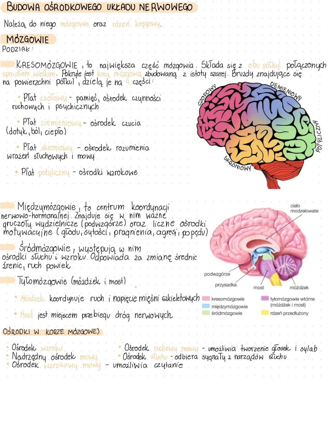 UKŁAD NERWOWY
OŚRODKOWY
BUDOWA UKŁADU NERWOWEGO
Komorki nerwowe-neurony
zadaniem neuronów jest przesyłanie impulsów nerwowych
BUDOWA
mitocho