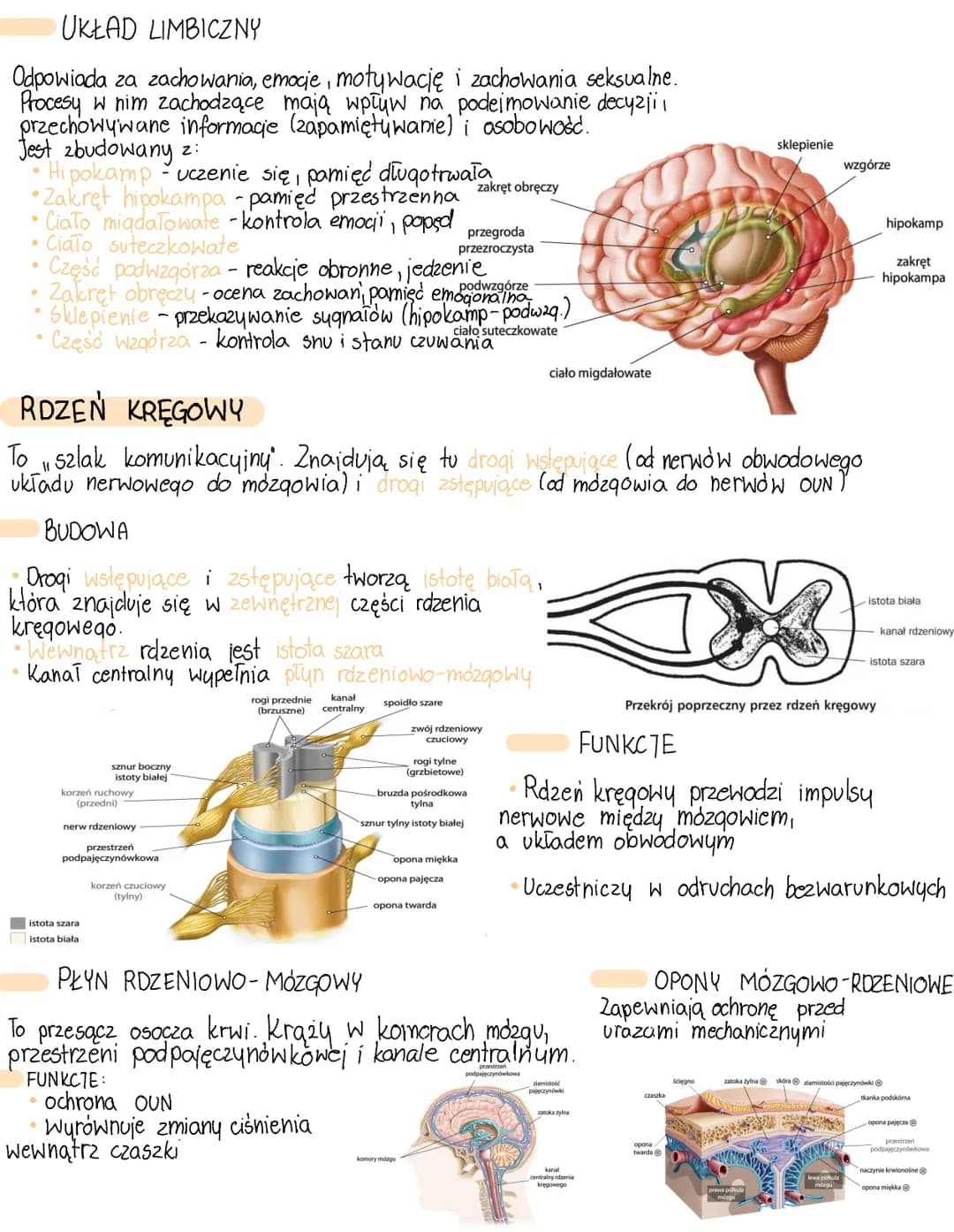 UKŁAD NERWOWY
OŚRODKOWY
BUDOWA UKŁADU NERWOWEGO
Komorki nerwowe-neurony
zadaniem neuronów jest przesyłanie impulsów nerwowych
BUDOWA
mitocho