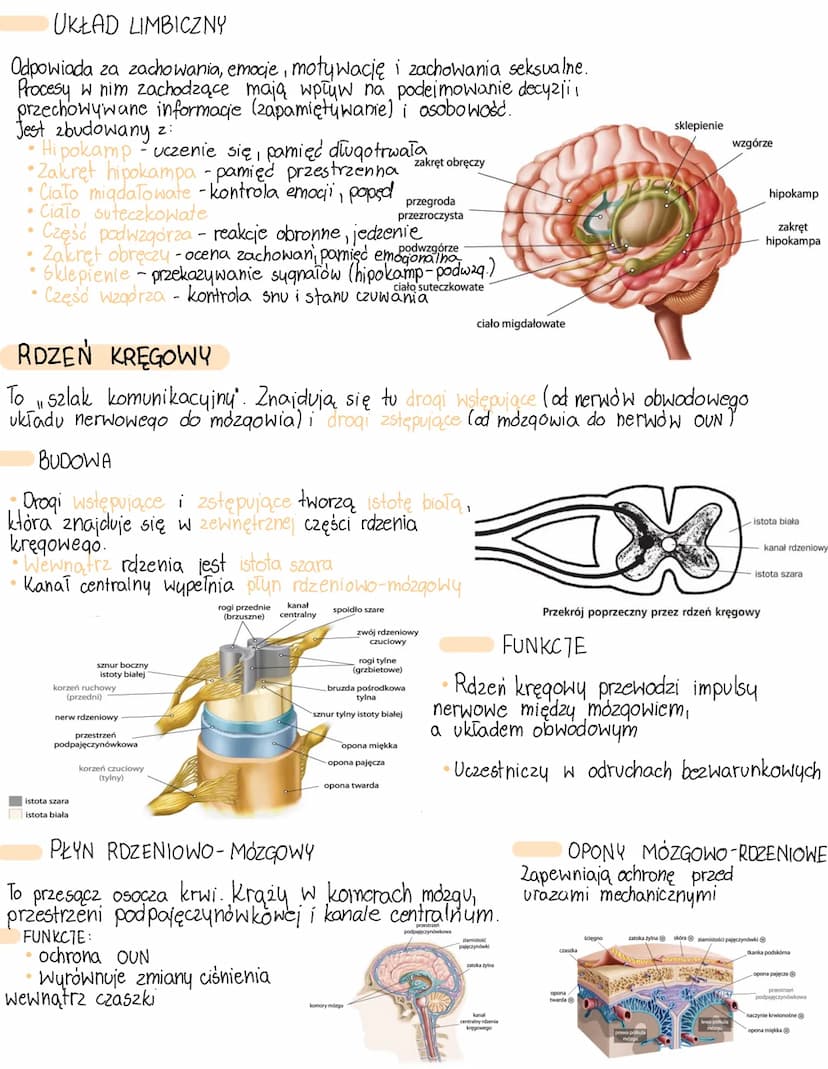 UKŁAD NERWOWY
OŚRODKOWY
BUDOWA UKŁADU NERWOWEGO
Komorki nerwowe-neurony
zadaniem neuronów jest przesyłanie impulsów nerwowych
BUDOWA
mitocho