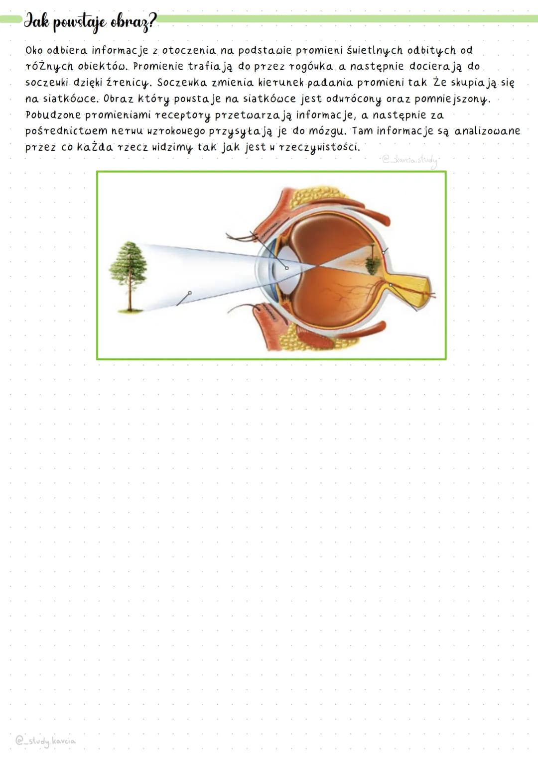 Wyjaśnij W Jaki Sposób łzy Ochraniają Narząd Wzroku Budowa oka i funkcje - Jak działa narząd wzroku? (Biologia) jako PDF