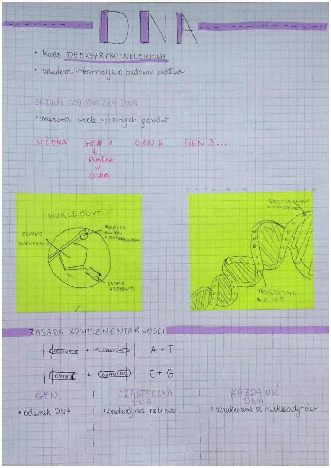 .
.
Kwas DEOKSYRY BONUKLE INOWY
zawiera informace o budowie biatha
JEDNA CZĄSTECZKA DNA
• zawiera wiele roznych genów
NIC DNA
CUKIER
DEOKSAR