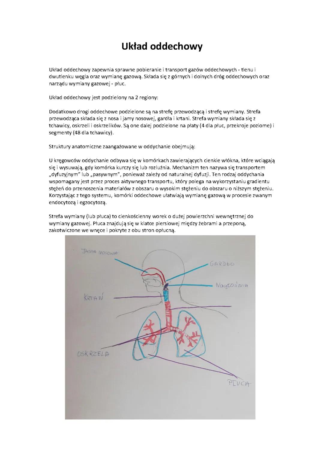 Budowa i Funkcje Układu Oddechowego w Punktach