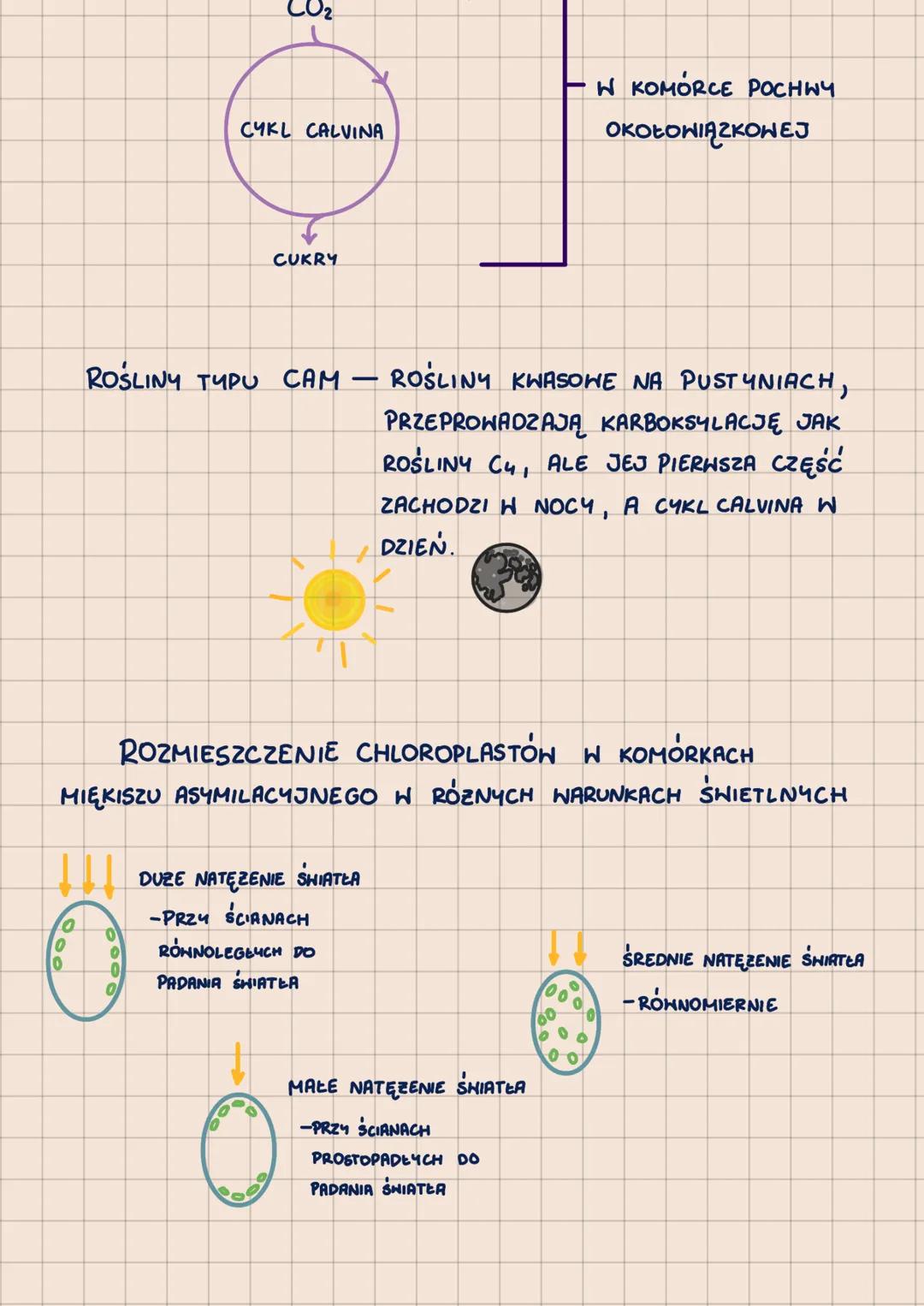 000
METABOLIZM
-POHTORZENIE DO MATURY 2023-
62.1
ANABOLIZM-reakcje syntezy, zwykle endoergiczne
A + B
ENERGIA
с
KATABOLIZM - reakcje rozkład