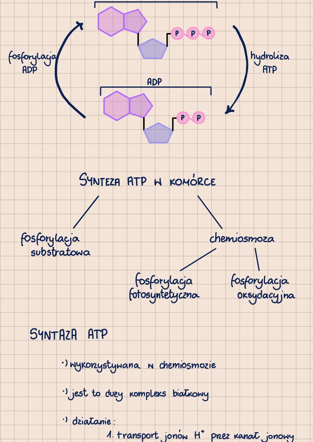 000
METABOLIZM
-POHTORZENIE DO MATURY 2023-
62.1
ANABOLIZM-reakcje syntezy, zwykle endoergiczne
A + B
ENERGIA
с
KATABOLIZM - reakcje rozkład