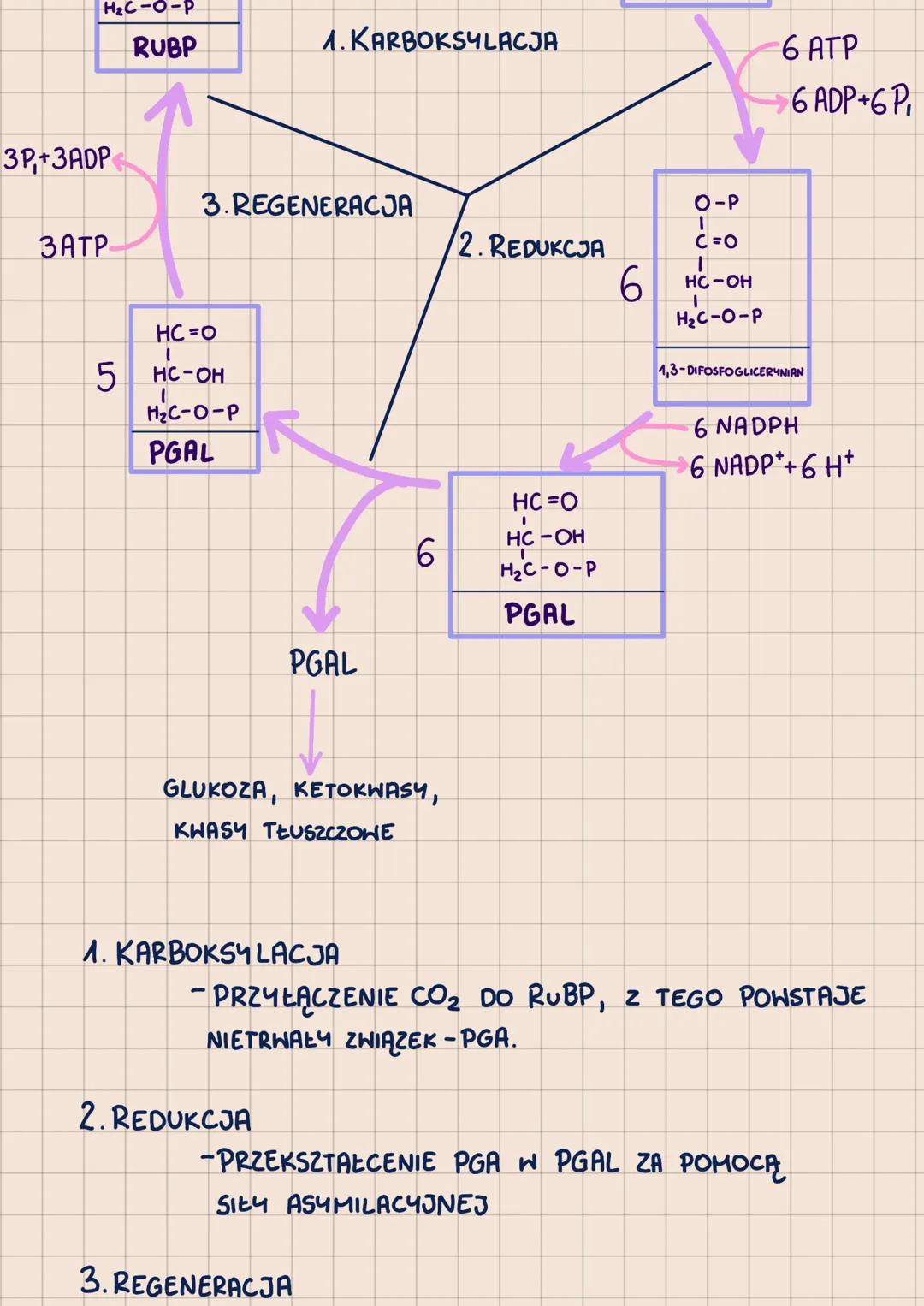 000
METABOLIZM
-POHTORZENIE DO MATURY 2023-
62.1
ANABOLIZM-reakcje syntezy, zwykle endoergiczne
A + B
ENERGIA
с
KATABOLIZM - reakcje rozkład