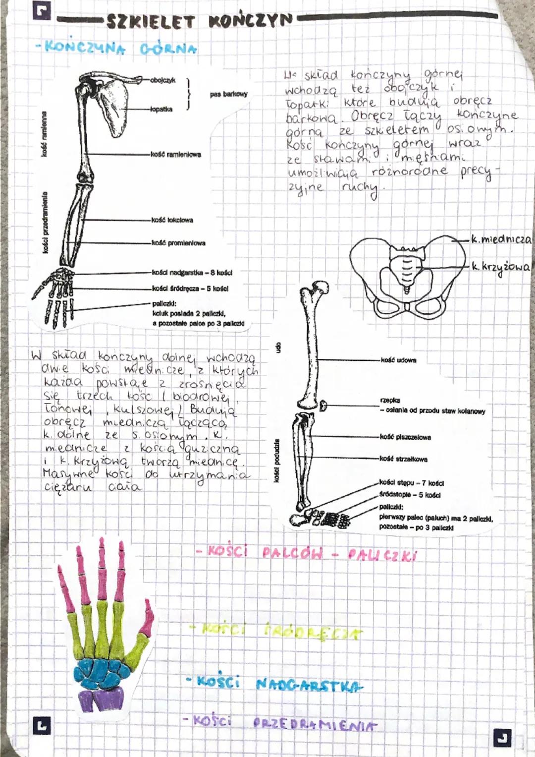 EN
"WREAD RUCHU
tworzą go męśnie szkieletowe
część bierna, nezaoina.
Mięśnie część czynna - wprawa w
Szkielet człowieka dzielimy na
2 obręcz