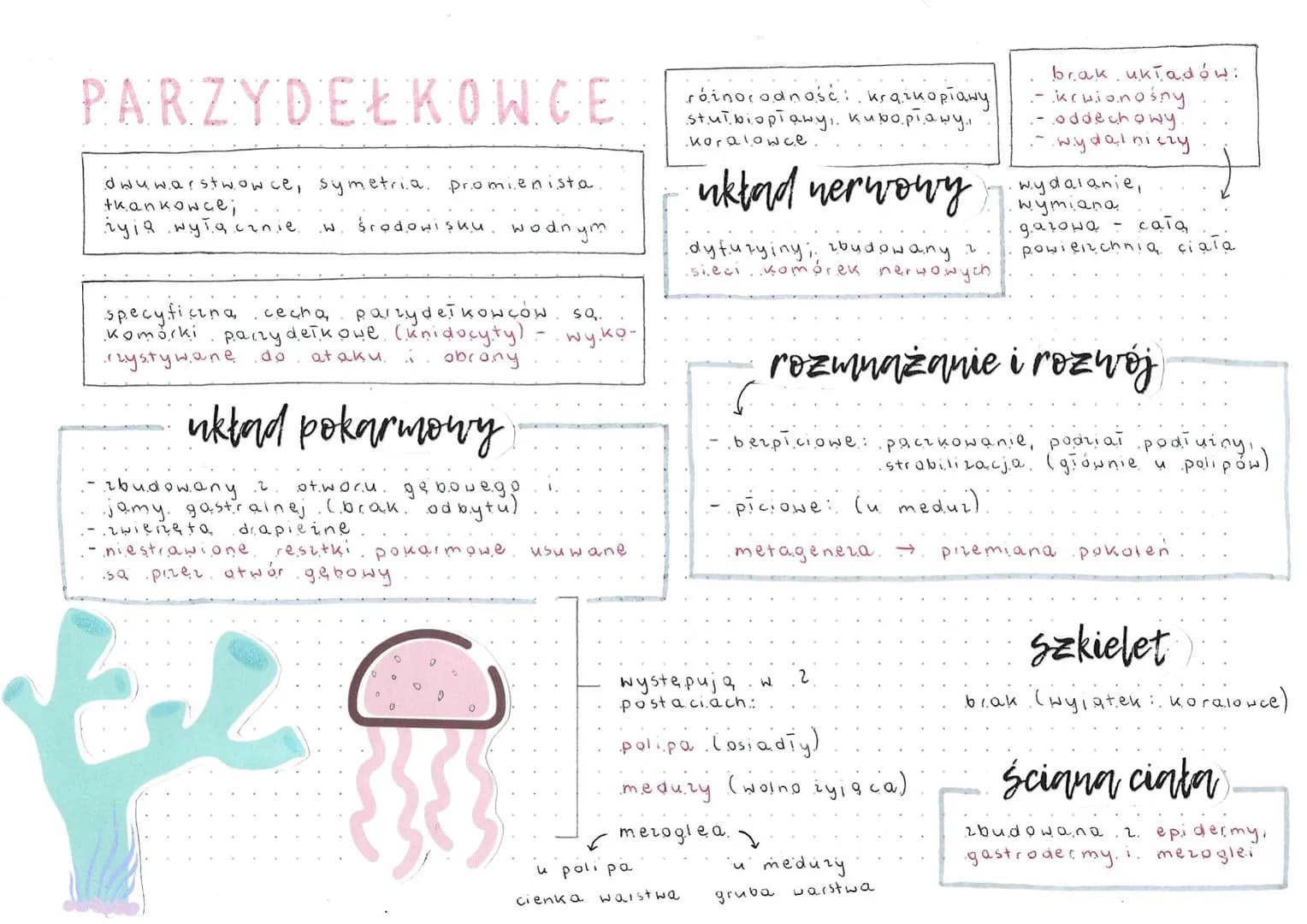 PŁAZINCE
thankowce, acelomatyczne..
trójwarstwowce, symetria.
.dwyboczna
ciało.
.2.
silnie grzbieto- brzusznie
spiaszczone, wydiuione.
Ścian