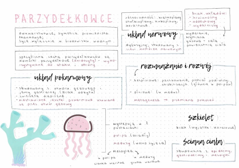 PŁAZINCE
thankowce, acelomatyczne..
trójwarstwowce, symetria.
.dwyboczna
ciało.
.2.
silnie grzbieto- brzusznie
spiaszczone, wydiuione.
Ścian