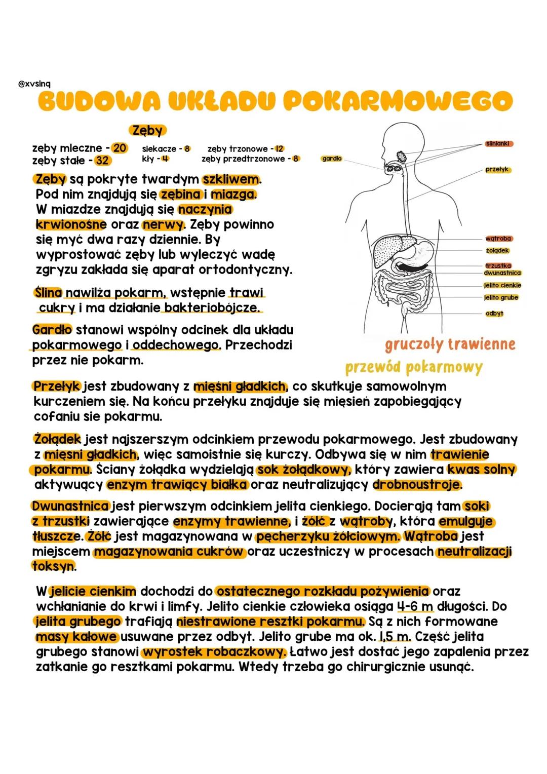 Układ Pokarmowy - Struktura i Funkcje