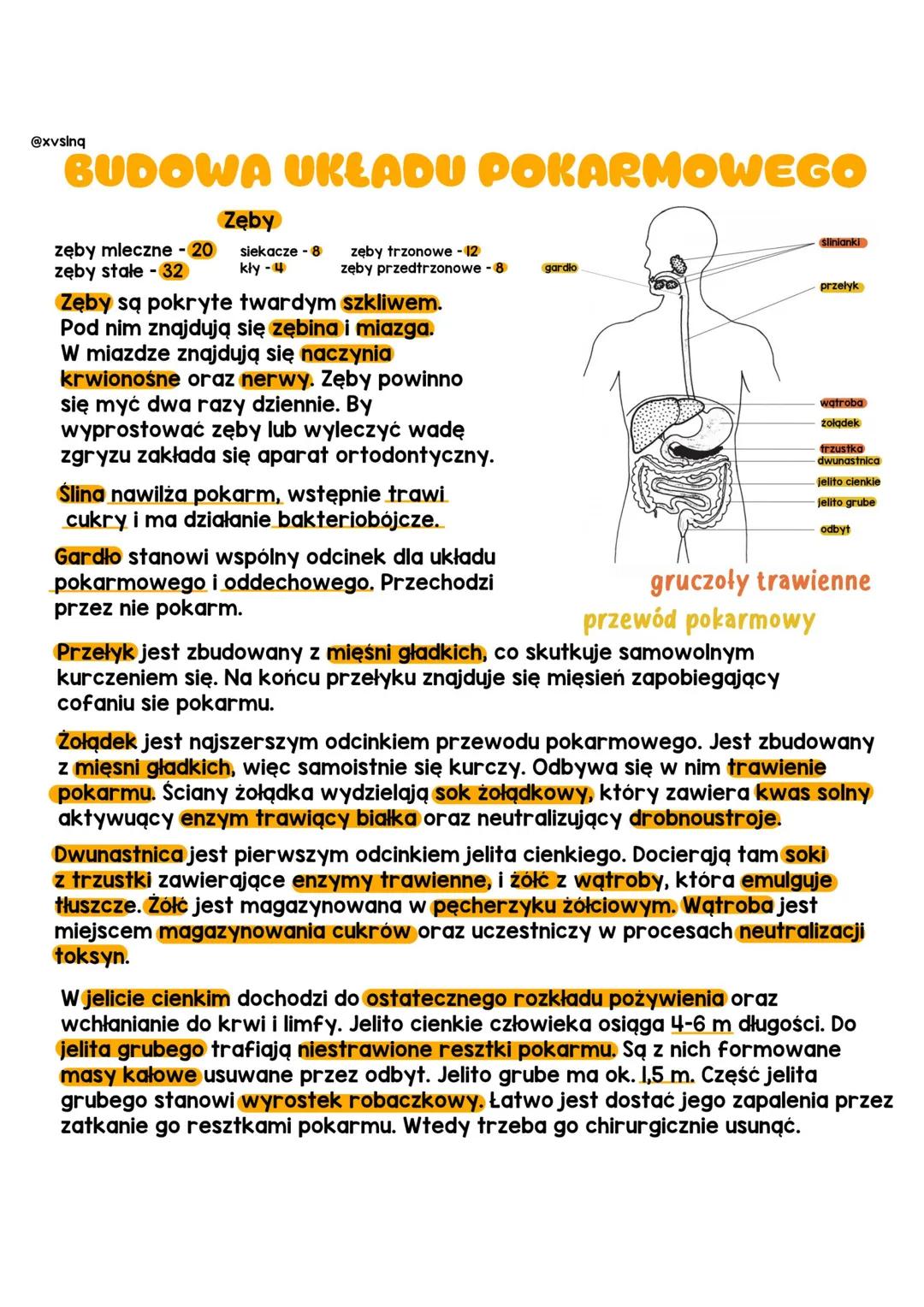 @xvsinq
BUDOWA UKŁADU POKARMOWEGO
zęby mleczne - 20
zęby stałe - 32
zęby trzonowe - 12
zęby przedtrzonowe -8
Zęby
siekacze - 8
kły - 4
Zęby 