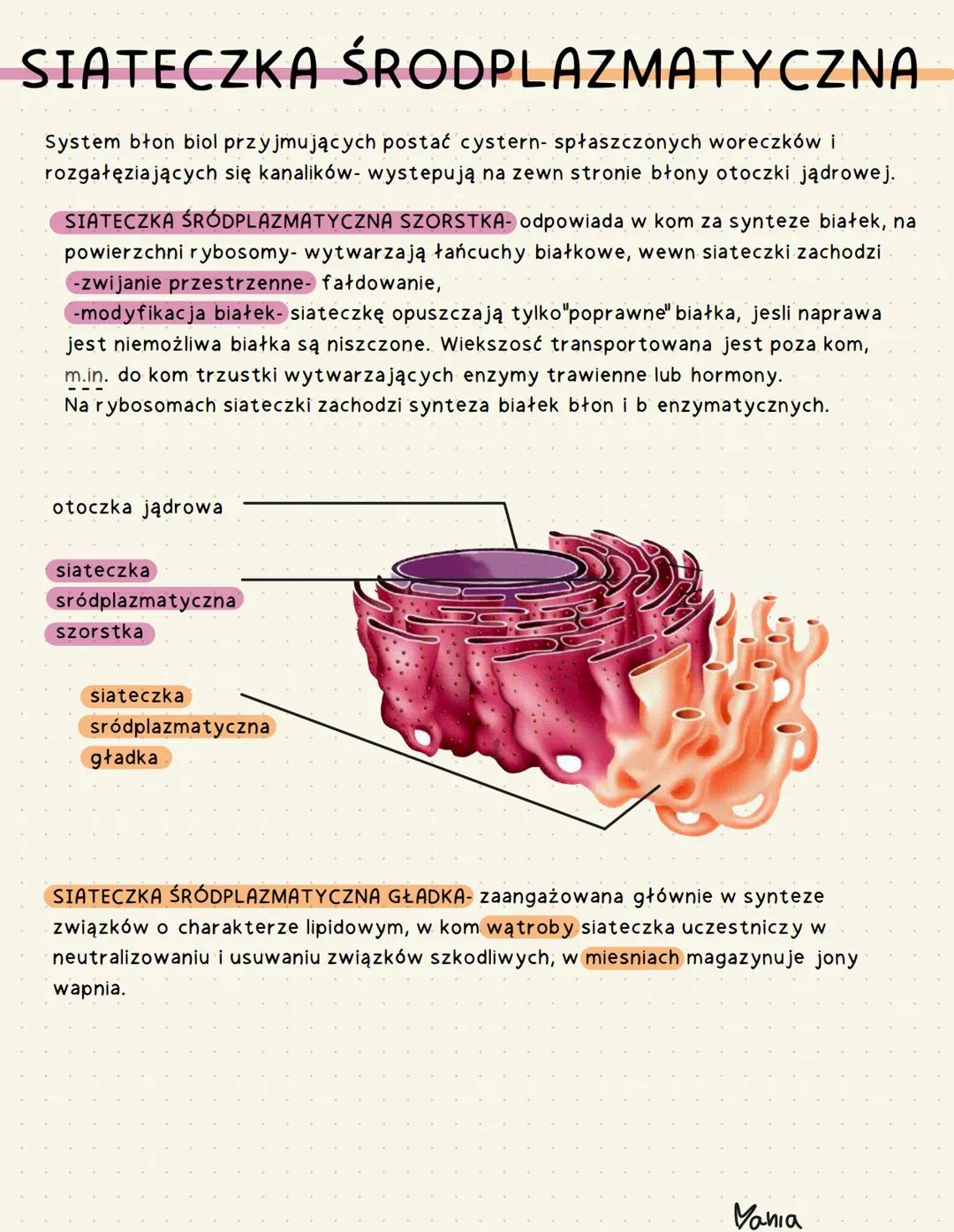 SIATECZKA ŚRODPLAZMATYCZNA

System błon biol przyjmujących postać cystern- spłaszczonych woreczków i
rozgałęziających się kanalików wystepuj