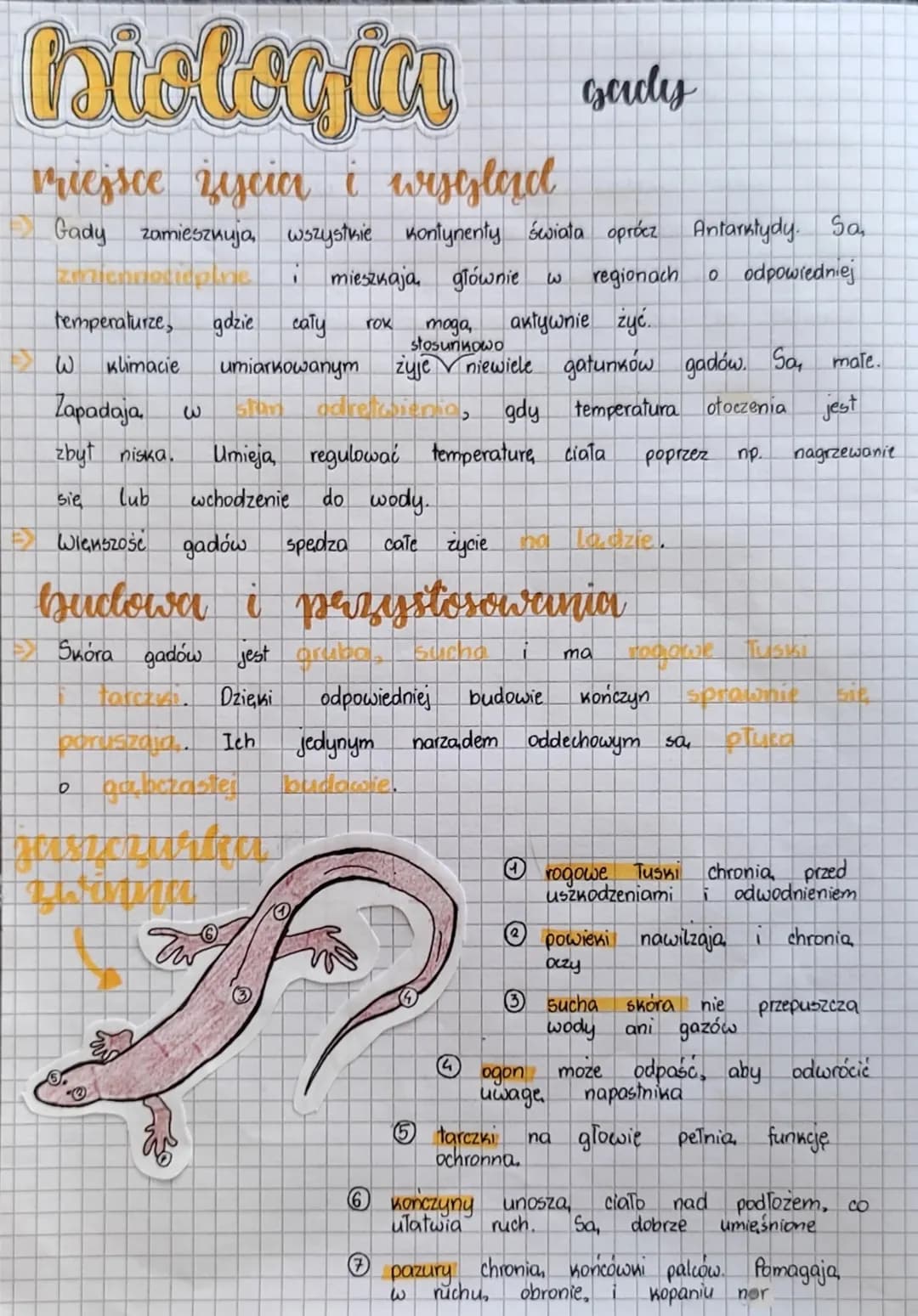 biologiaa
miejsce życia i wesgląd
Gady zamieszkuja, wszystkie kontynenty światła oprócz Antarktydy. Sa,
adicaine. 1 mieszkają głównie
region