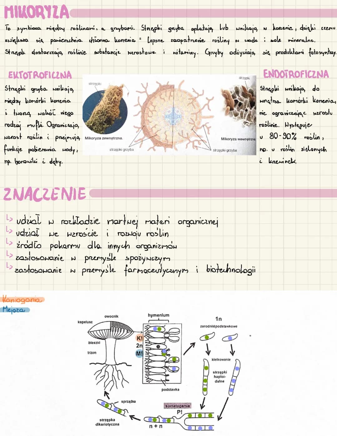 Matura Biologia: Wszystko o Grzybach i Symbiozie | Arkusze, Książki i PDF-y