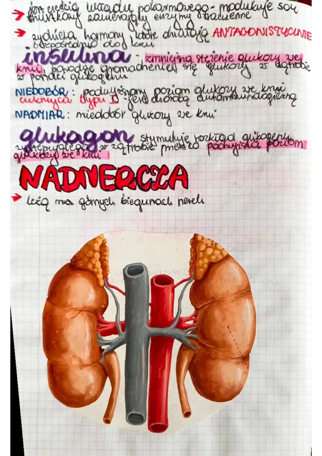 GRUCZOŁY
HENNATRZNYDZIELNICZE
DOKRENNE
grickoły be nie
meyadow Kypadaje uch
Imedonoje się bezporednio
Pas krump. Zarczyca
Funkcje
• regulowa