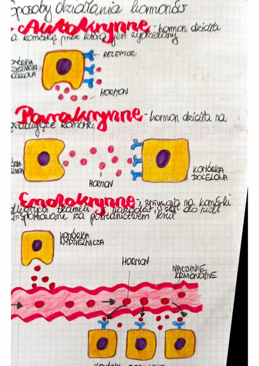 GRUCZOŁY
HENNATRZNYDZIELNICZE
DOKRENNE
grickoły be nie
meyadow Kypadaje uch
Imedonoje się bezporednio
Pas krump. Zarczyca
Funkcje
• regulowa