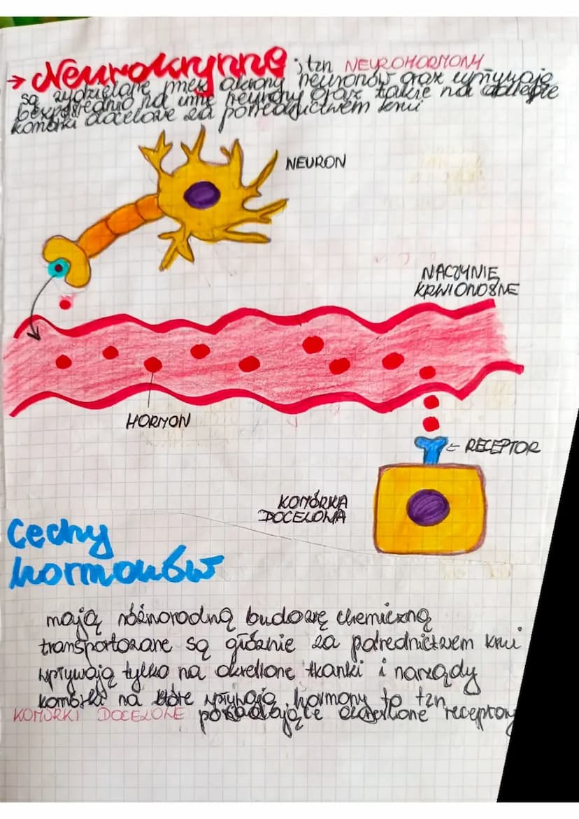 GRUCZOŁY
HENNATRZNYDZIELNICZE
DOKRENNE
grickoły be nie
meyadow Kypadaje uch
Imedonoje się bezporednio
Pas krump. Zarczyca
Funkcje
• regulowa
