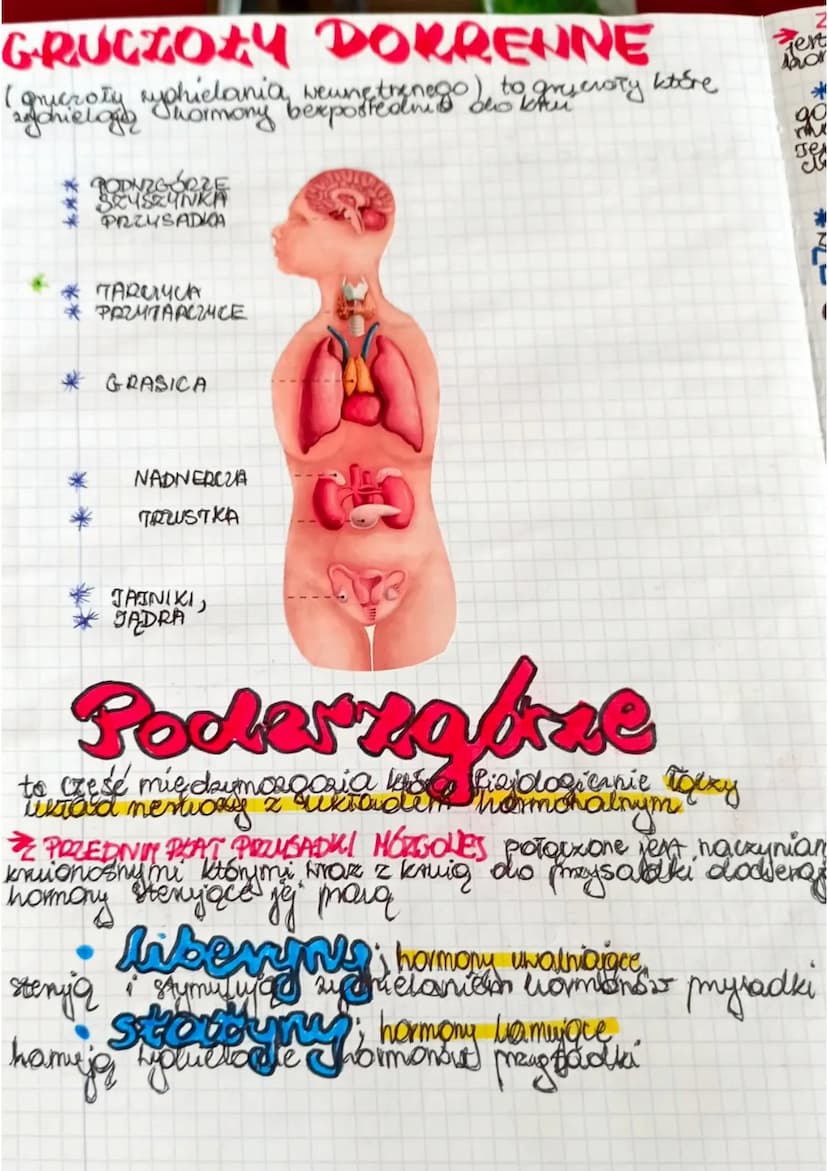 GRUCZOŁY
HENNATRZNYDZIELNICZE
DOKRENNE
grickoły be nie
meyadow Kypadaje uch
Imedonoje się bezporednio
Pas krump. Zarczyca
Funkcje
• regulowa