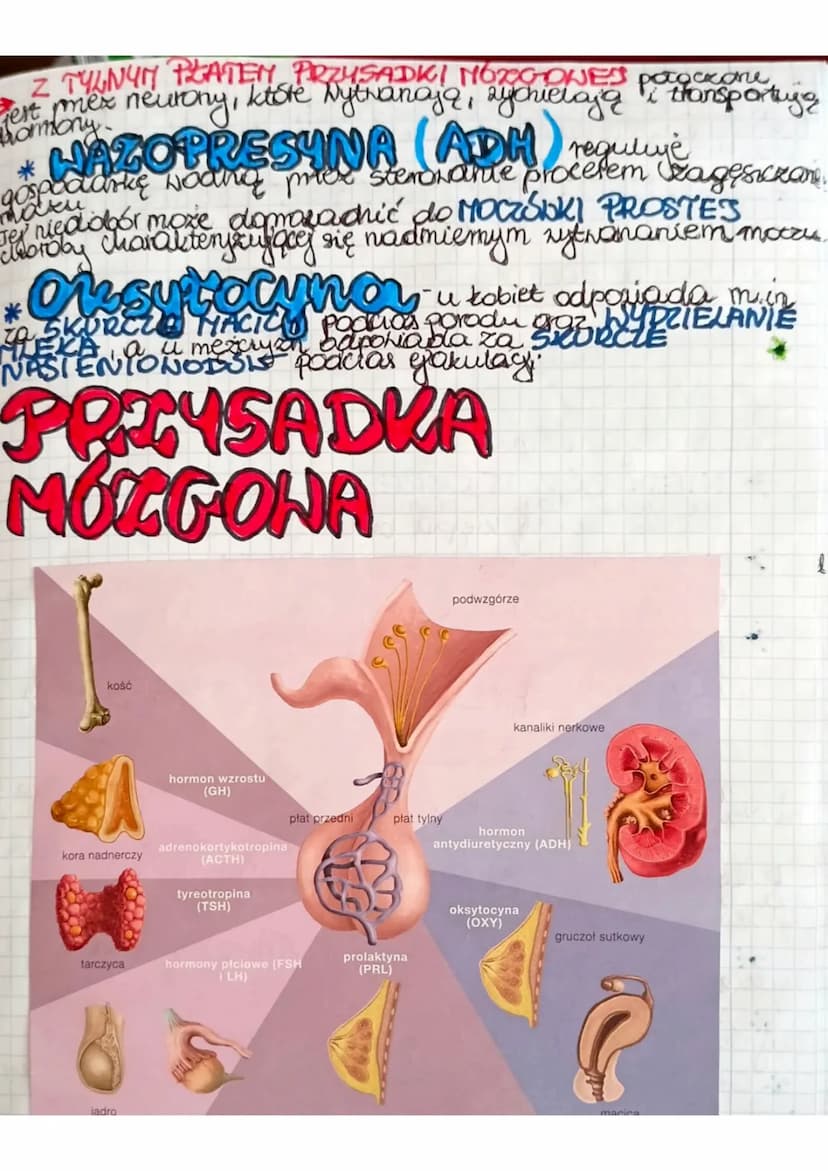 GRUCZOŁY
HENNATRZNYDZIELNICZE
DOKRENNE
grickoły be nie
meyadow Kypadaje uch
Imedonoje się bezporednio
Pas krump. Zarczyca
Funkcje
• regulowa