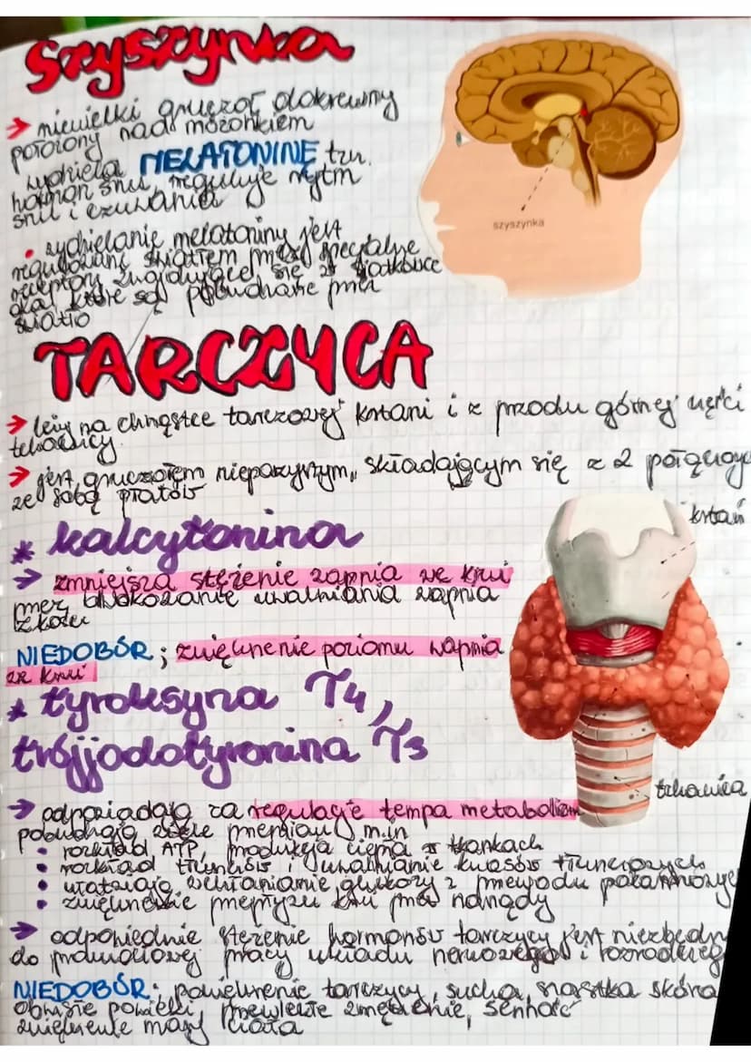 GRUCZOŁY
HENNATRZNYDZIELNICZE
DOKRENNE
grickoły be nie
meyadow Kypadaje uch
Imedonoje się bezporednio
Pas krump. Zarczyca
Funkcje
• regulowa