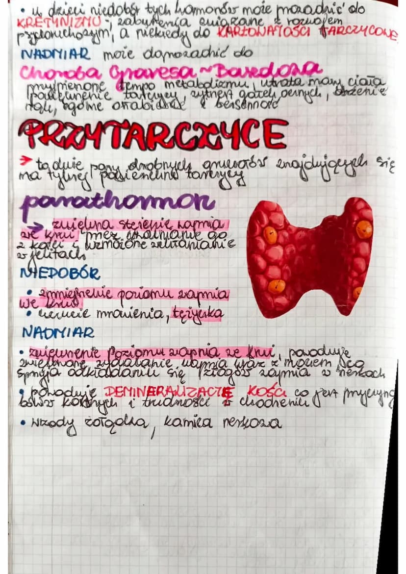 GRUCZOŁY
HENNATRZNYDZIELNICZE
DOKRENNE
grickoły be nie
meyadow Kypadaje uch
Imedonoje się bezporednio
Pas krump. Zarczyca
Funkcje
• regulowa