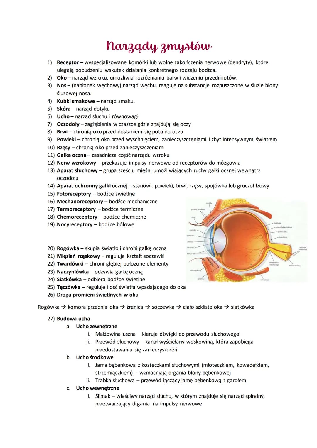 narządy zmysłów
1) Receptor - wyspecjalizowane komórki lub wolne zakończenia nerwowe (dendryty), które
ulegają pobudzeniu wskutek działania 