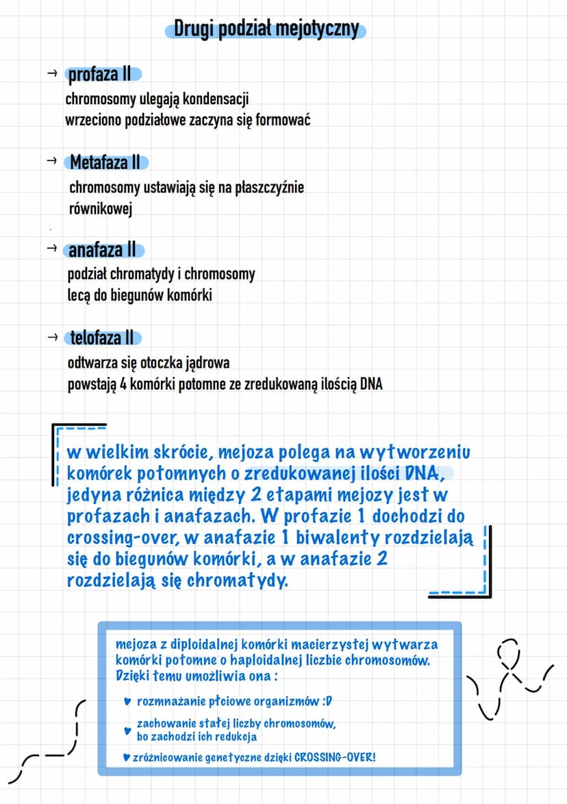 Mejoza
→ profaza
powstanie biwalentow w których zachodzi crossing-over
chromatydy zaczynaja się rozdzielać
powstawanie wrzeciona podziałoweg
