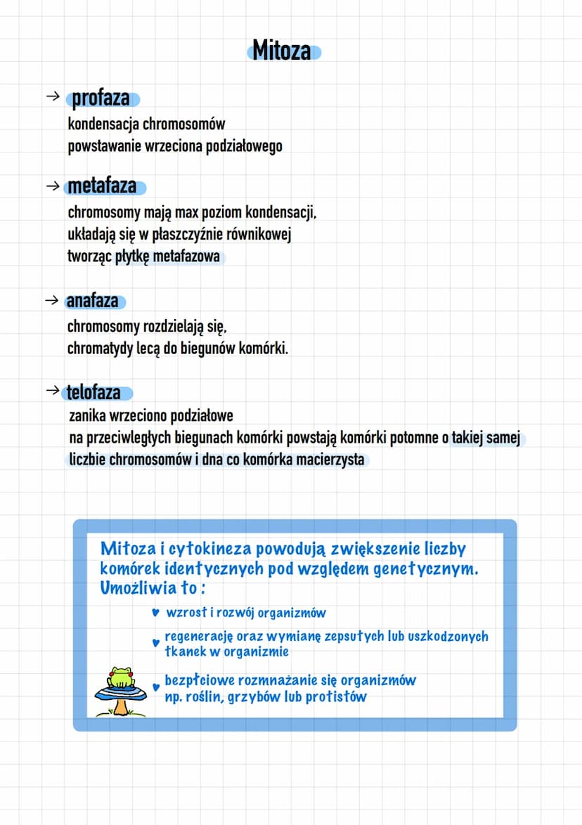 Mejoza
→ profaza
powstanie biwalentow w których zachodzi crossing-over
chromatydy zaczynaja się rozdzielać
powstawanie wrzeciona podziałoweg
