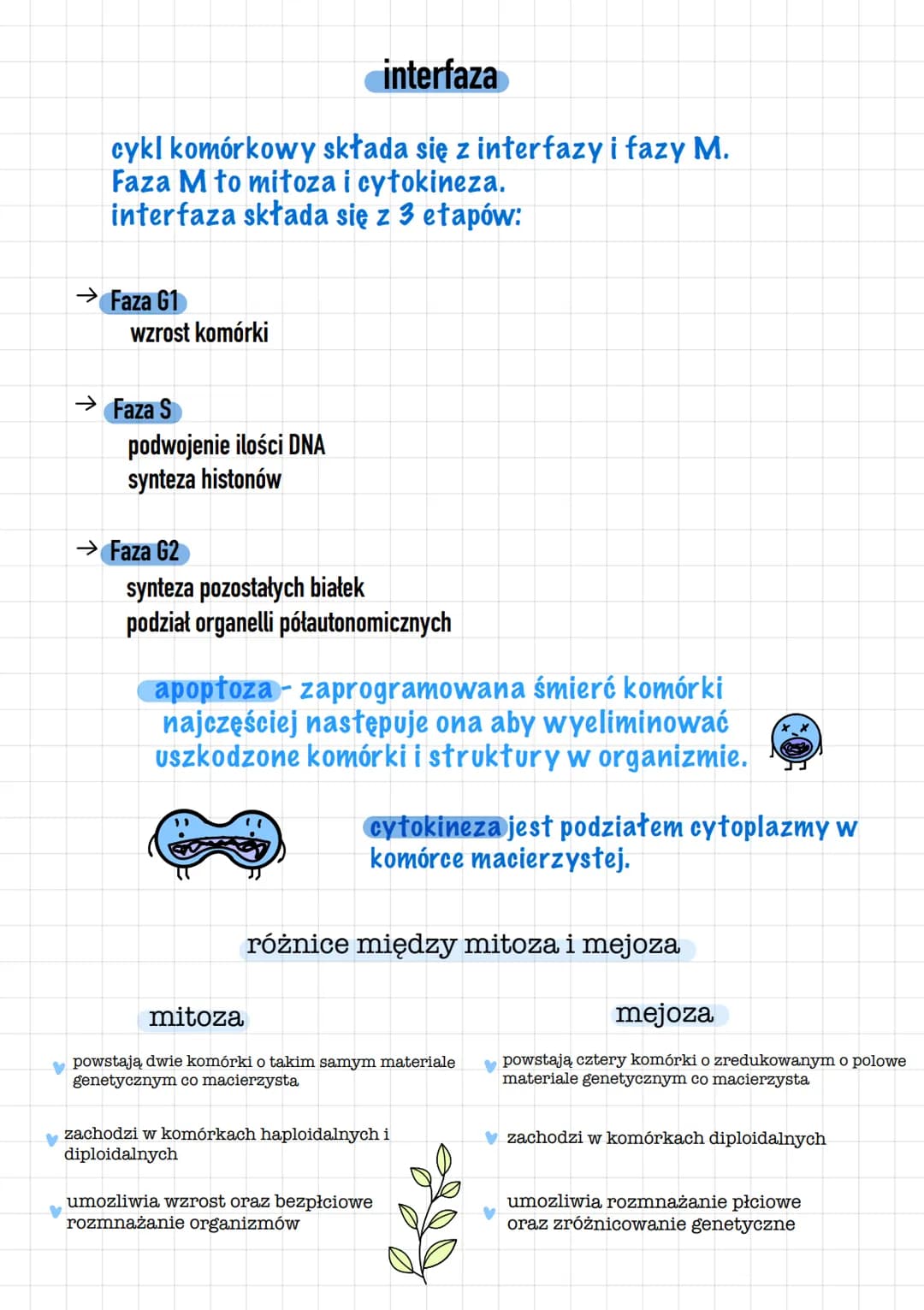 Mejoza
→ profaza
powstanie biwalentow w których zachodzi crossing-over
chromatydy zaczynaja się rozdzielać
powstawanie wrzeciona podziałoweg