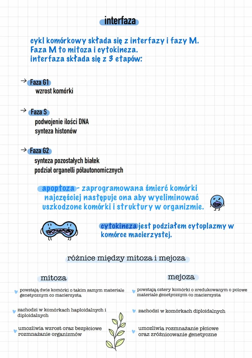 Mejoza
→ profaza
powstanie biwalentow w których zachodzi crossing-over
chromatydy zaczynaja się rozdzielać
powstawanie wrzeciona podziałoweg
