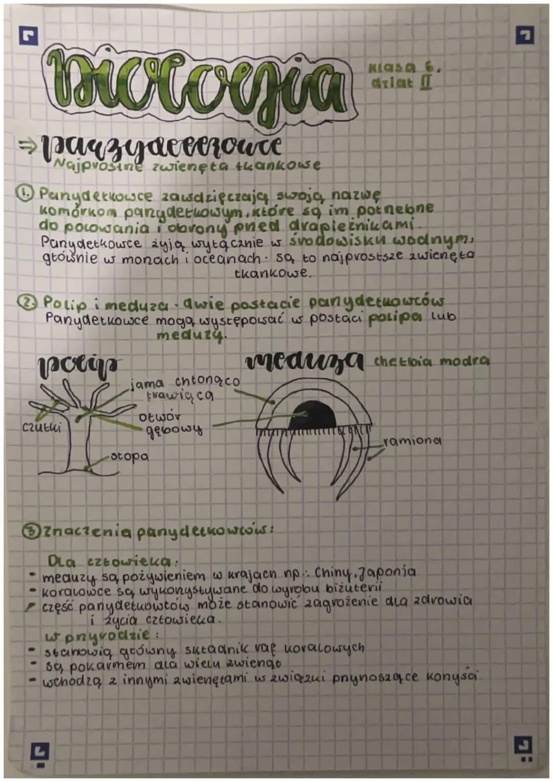 Biologjia
⇒ Parzydeeerowce
Najprosine zwienęta tkankowe
Panydetkowce zawdzięczają swoją nazwę
Komornom pany detkowym, które sa im potnebne
d