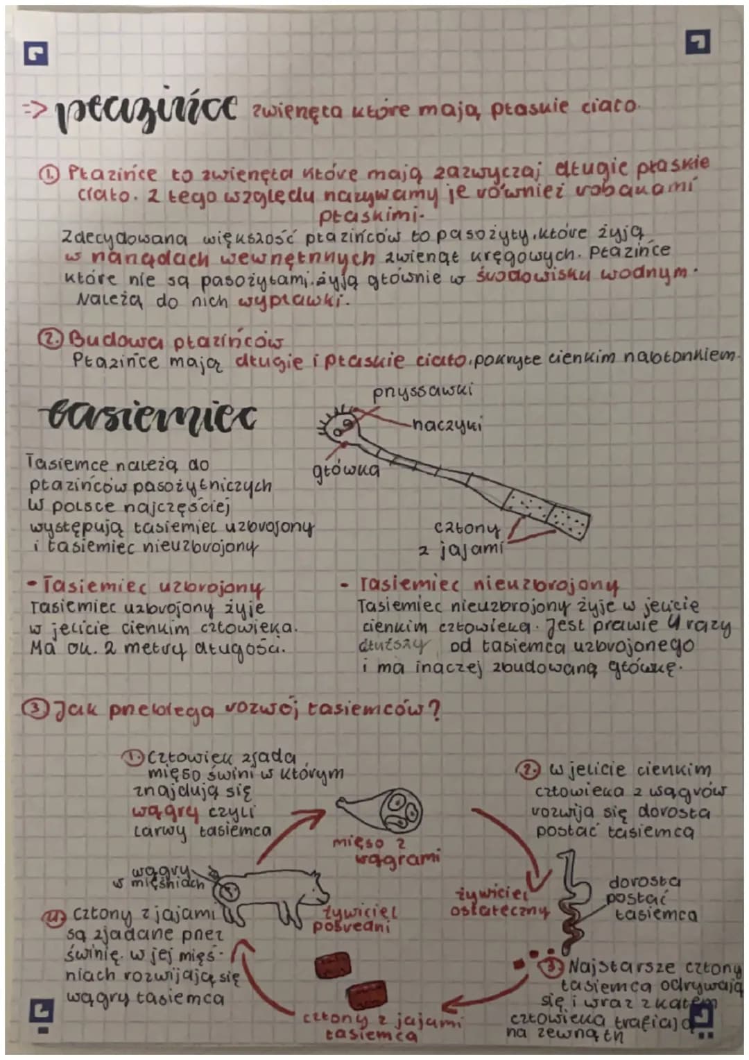 Biologjia
⇒ Parzydeeerowce
Najprosine zwienęta tkankowe
Panydetkowce zawdzięczają swoją nazwę
Komornom pany detkowym, które sa im potnebne
d
