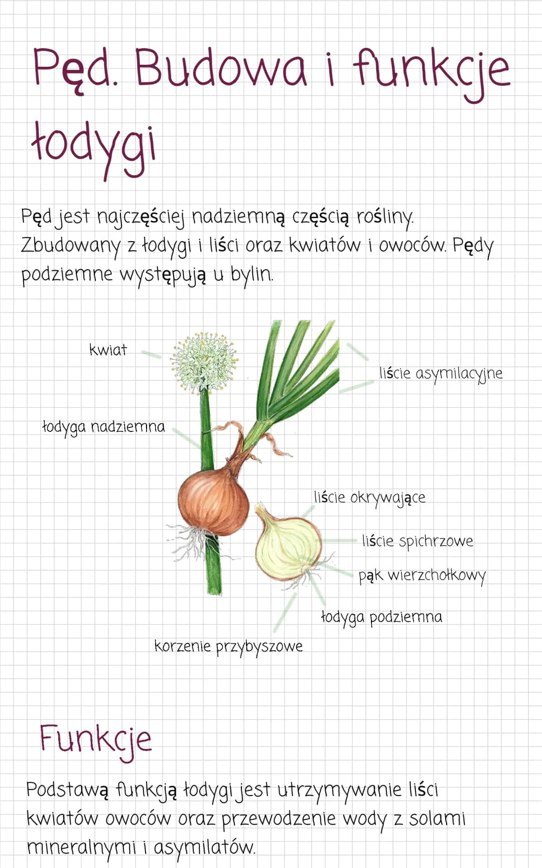 Pęd. Budowa i funkcje łodygi