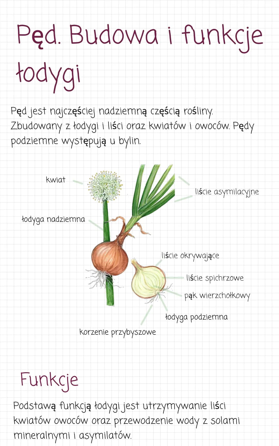 Pęd. Budowa i funkcje
łodygi
Pęd jest najczęściej nadziemną częścią rośliny.
Zbudowany z łodygi i liści oraz kwiatów i owoców. Pędy
podziemn